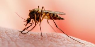 Los Tres Brazos se convierte en foco de malaria en la capital