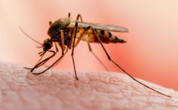 Los Tres Brazos se convierte en foco de malaria en la capital