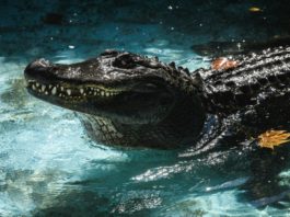 En el zoo de Belgrado, cumple 83 años el caimán en cautividad más viejo del mundo