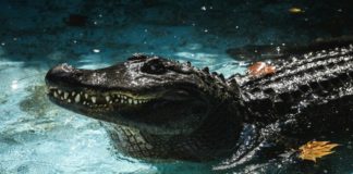En el zoo de Belgrado, cumple 83 años el caimán en cautividad más viejo del mundo