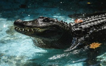 En el zoo de Belgrado, cumple 83 años el caimán en cautividad más viejo del mundo