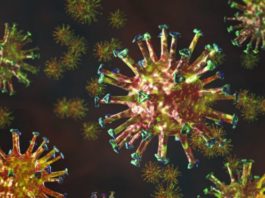 Tratamiento y prevención del coronavirus: qué son los anticuerpos monoclonales y por qué podrían ser una alternativa contra la covid-19 hasta que haya vacuna