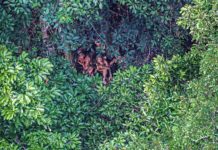 La extraordinaria visita de unos indígenas aislados a una remota aldea de Brasil
