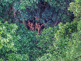 La extraordinaria visita de unos indígenas aislados a una remota aldea de Brasil