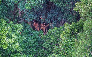 La extraordinaria visita de unos indígenas aislados a una remota aldea de Brasil