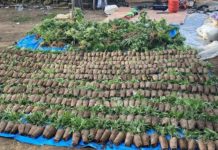 Descubren finca sembrada de marihuana en Constanza