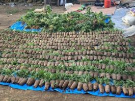 Descubren finca sembrada de marihuana en Constanza