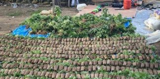 Descubren finca sembrada de marihuana en Constanza