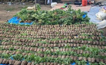 Descubren finca sembrada de marihuana en Constanza