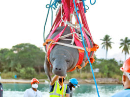 Medio Ambiente devuelve al mar tres manatíes del Acuario Nacional