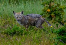 La emergencia de enfermedades en la fauna silvestre, el síntoma de un planeta enfermo