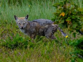 La emergencia de enfermedades en la fauna silvestre, el síntoma de un planeta enfermo
