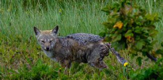 La emergencia de enfermedades en la fauna silvestre, el síntoma de un planeta enfermo