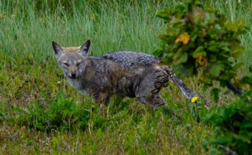 La emergencia de enfermedades en la fauna silvestre, el síntoma de un planeta enfermo