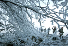 Como un bosque ‘encantado’: La ola de frío en el sureste de EE.UU. cubre de hielo los árboles de un pantano (VIDEO)