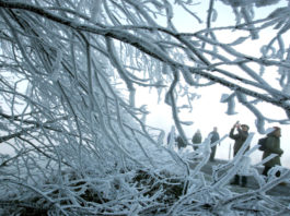 Como un bosque ‘encantado’: La ola de frío en el sureste de EE.UU. cubre de hielo los árboles de un pantano (VIDEO)