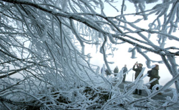 Como un bosque ‘encantado’: La ola de frío en el sureste de EE.UU. cubre de hielo los árboles de un pantano (VIDEO)