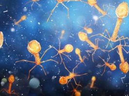 Los billones de virus que viven en tu cuerpo y ayudan a mantenerte vivo