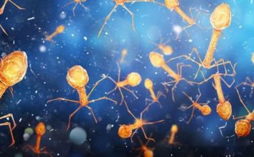 Los billones de virus que viven en tu cuerpo y ayudan a mantenerte vivo