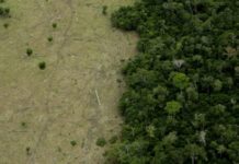 Deforestación de la Amazonía: cómo se venden ilegalmente terrenos de la selva en Brasil a través de Facebook
