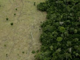 Deforestación de la Amazonía: cómo se venden ilegalmente terrenos de la selva en Brasil a través de Facebook