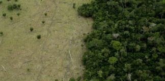 Deforestación de la Amazonía: cómo se venden ilegalmente terrenos de la selva en Brasil a través de Facebook