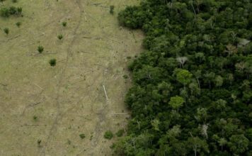 Deforestación de la Amazonía: cómo se venden ilegalmente terrenos de la selva en Brasil a través de Facebook