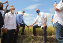 Presidente Abinader participa en el inicio de la cosecha de arroz y destaca aumento de producción