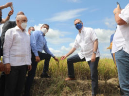 Presidente Abinader participa en el inicio de la cosecha de arroz y destaca aumento de producción