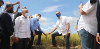 Presidente Abinader participa en el inicio de la cosecha de arroz y destaca aumento de producción