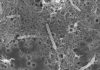 Descubren en una mina de oro microbios que se alimentan de desechos radioactivos y que no han evolucionado en 175 millones de años