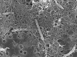 Descubren en una mina de oro microbios que se alimentan de desechos radioactivos y que no han evolucionado en 175 millones de años