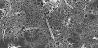 Descubren en una mina de oro microbios que se alimentan de desechos radioactivos y que no han evolucionado en 175 millones de años