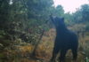 El hallazgo en Venezuela de dos cachorros Jukumari, el único oso autóctono de Suramérica, devuelve la esperanza a los proteccionistas