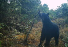 El hallazgo en Venezuela de dos cachorros Jukumari, el único oso autóctono de Suramérica, devuelve la esperanza a los proteccionistas