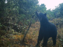El hallazgo en Venezuela de dos cachorros Jukumari, el único oso autóctono de Suramérica, devuelve la esperanza a los proteccionistas