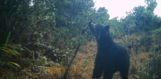 El hallazgo en Venezuela de dos cachorros Jukumari, el único oso autóctono de Suramérica, devuelve la esperanza a los proteccionistas