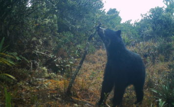 El hallazgo en Venezuela de dos cachorros Jukumari, el único oso autóctono de Suramérica, devuelve la esperanza a los proteccionistas