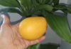 Por qué debes consumir mango?