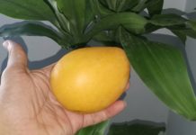 Por qué debes consumir mango?