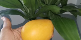 Por qué debes consumir mango?