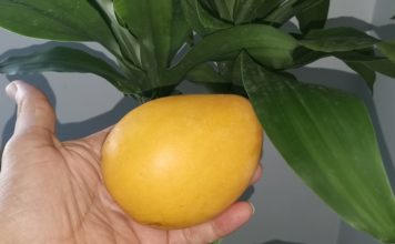 Por qué debes consumir mango?