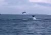 Mantarrayas voladoras en la costa este del país