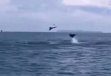 Mantarrayas voladoras en la costa este del país