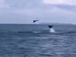 Mantarrayas voladoras en la costa este del país