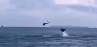 Mantarrayas voladoras en la costa este del país