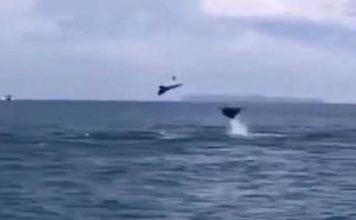 Mantarrayas voladoras en la costa este del país