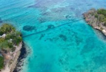 Liberan a los manatíes Juanita, Pepe y Lupita en su habitat natural