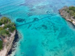 Liberan a los manatíes Juanita, Pepe y Lupita en su habitat natural