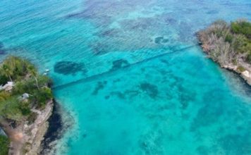 Liberan a los manatíes Juanita, Pepe y Lupita en su habitat natural
